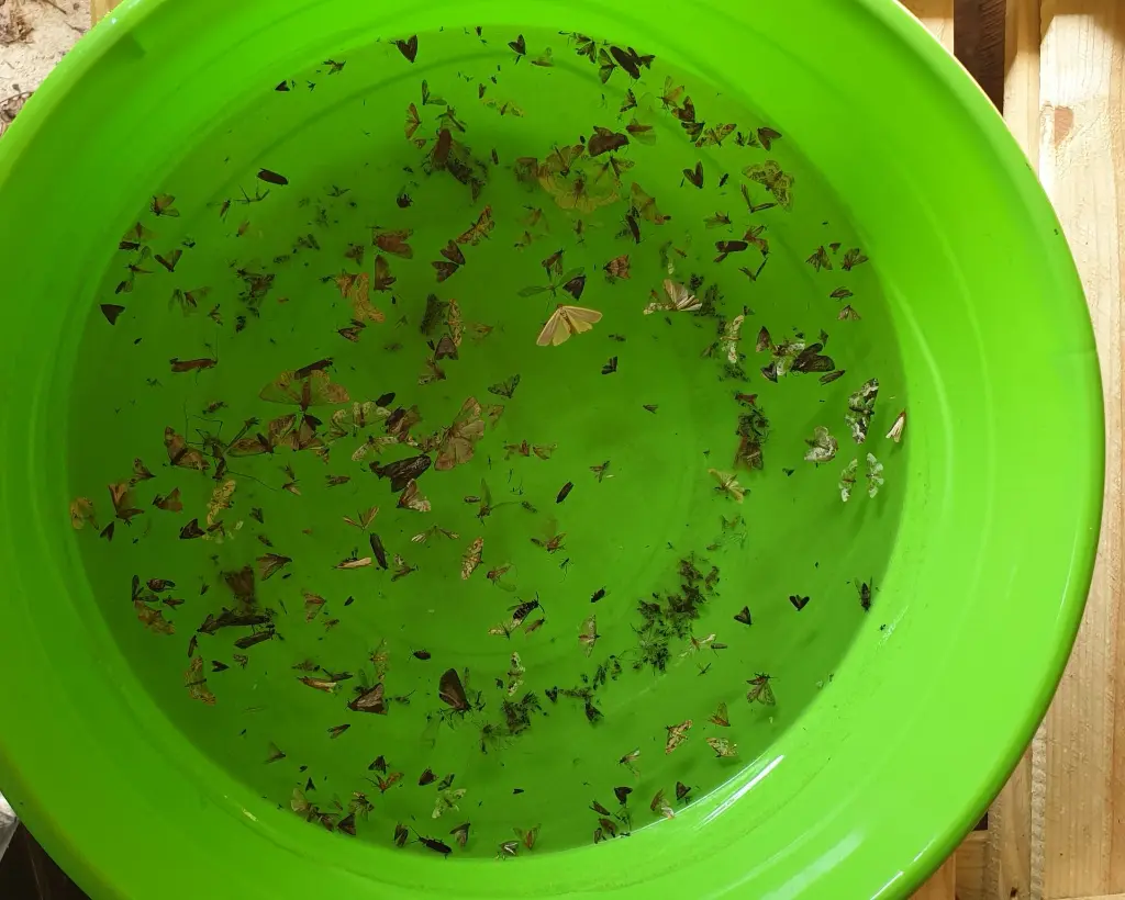 garden impact.webp