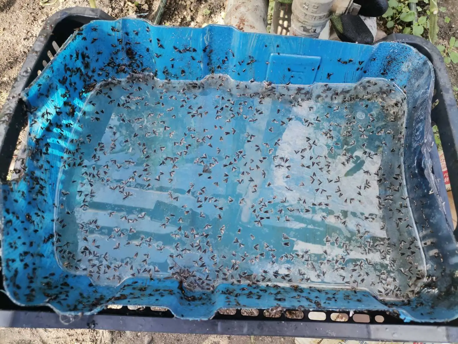 best trap 2020-10-19_10-07-24.webp