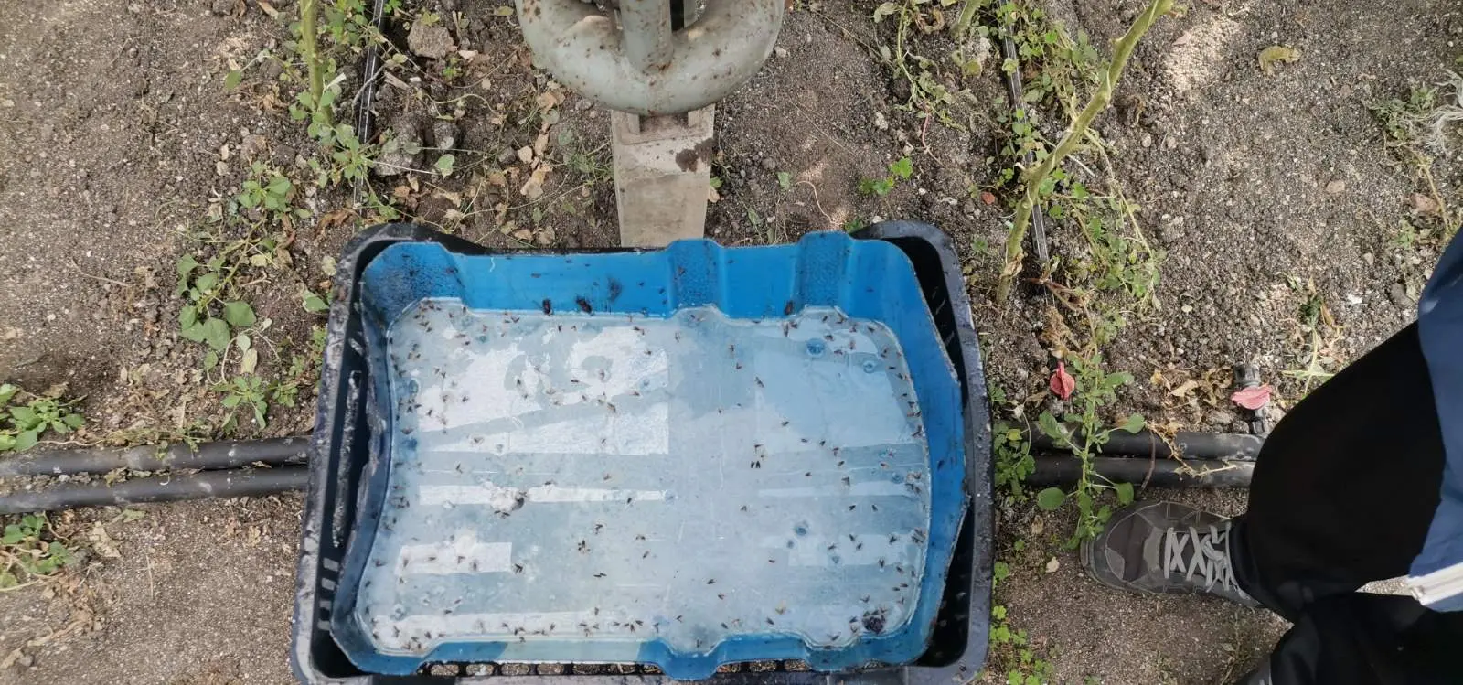 best trap_2020-10-19_10-08-41.webp