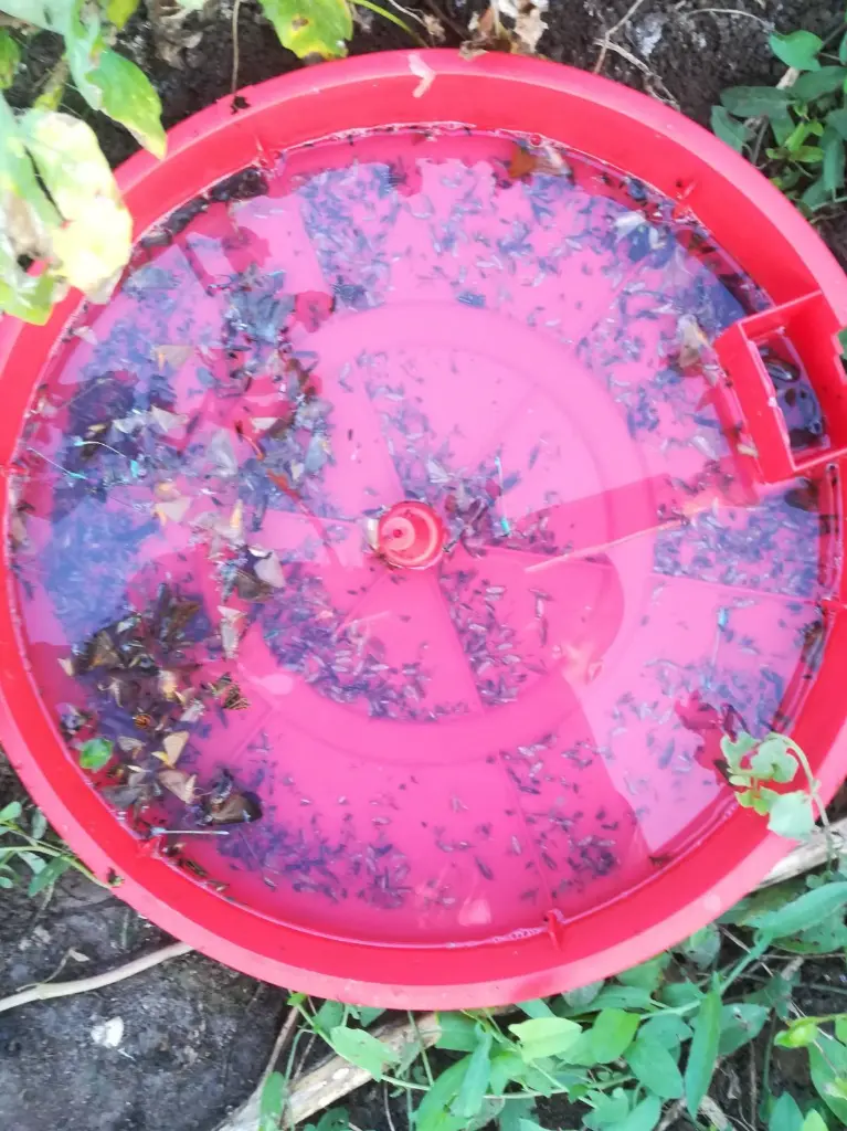 феро капан.webp