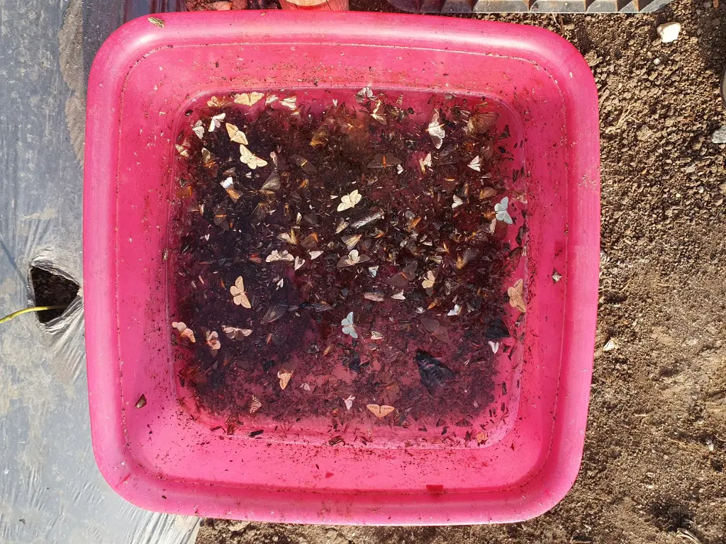 in open OZBG_2024-06-27_11-22-24-164.webp