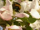 Bumblebee applel.webp