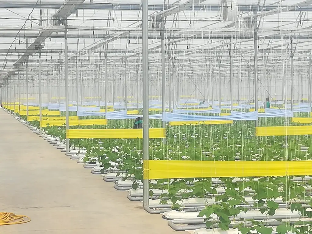 Greenhouse BG 2019-03-14.webp