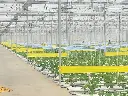 Greenhouse BG 2019-03-14.webp