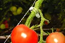 tomato_clip_039.webp