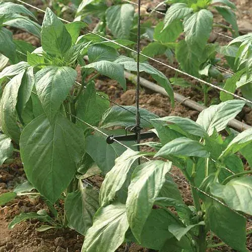 pepper support 57002.jpg.webp