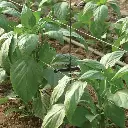 pepper support 57002.jpg.webp