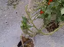 Roller_in_tunnels_5.webp