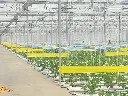 Greenhouse BG 2019-03-14.webp