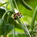 клипс за краставици 15мм, 18 000 бр в кашон