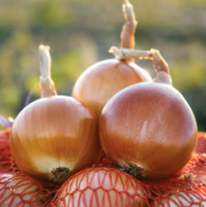 [Семена] НОГАЛ F1 Nogal лук 120 дни дълго съхранение