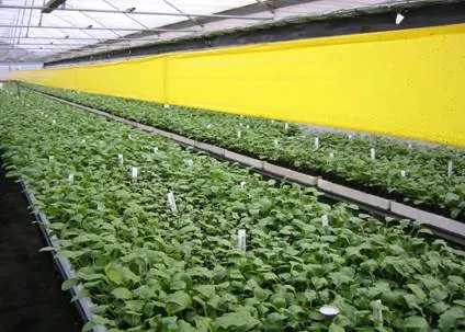 Лепнещи ролки (30 см х 100 м)