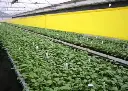 Лепнещи ролки (30 см х 100 м)